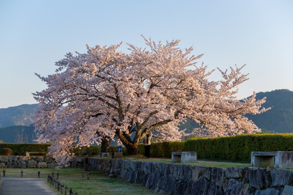 Sakura Tree